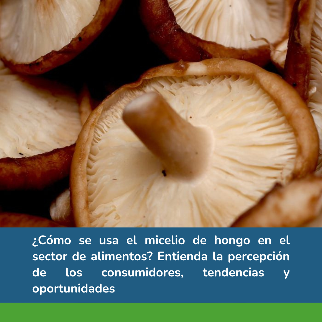 ¿Cómo se usa el micelio de hongo en el sector de alimentos? 